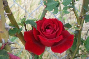 Beaded small handbag, leather crossbody phone bag